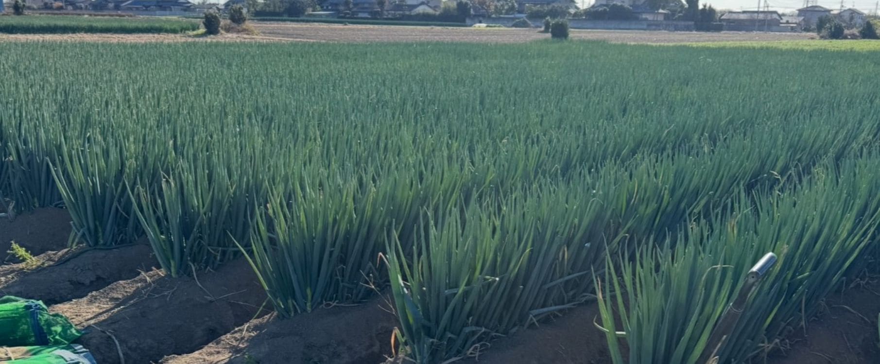 心を込めた『本気の野菜』三友ファーム