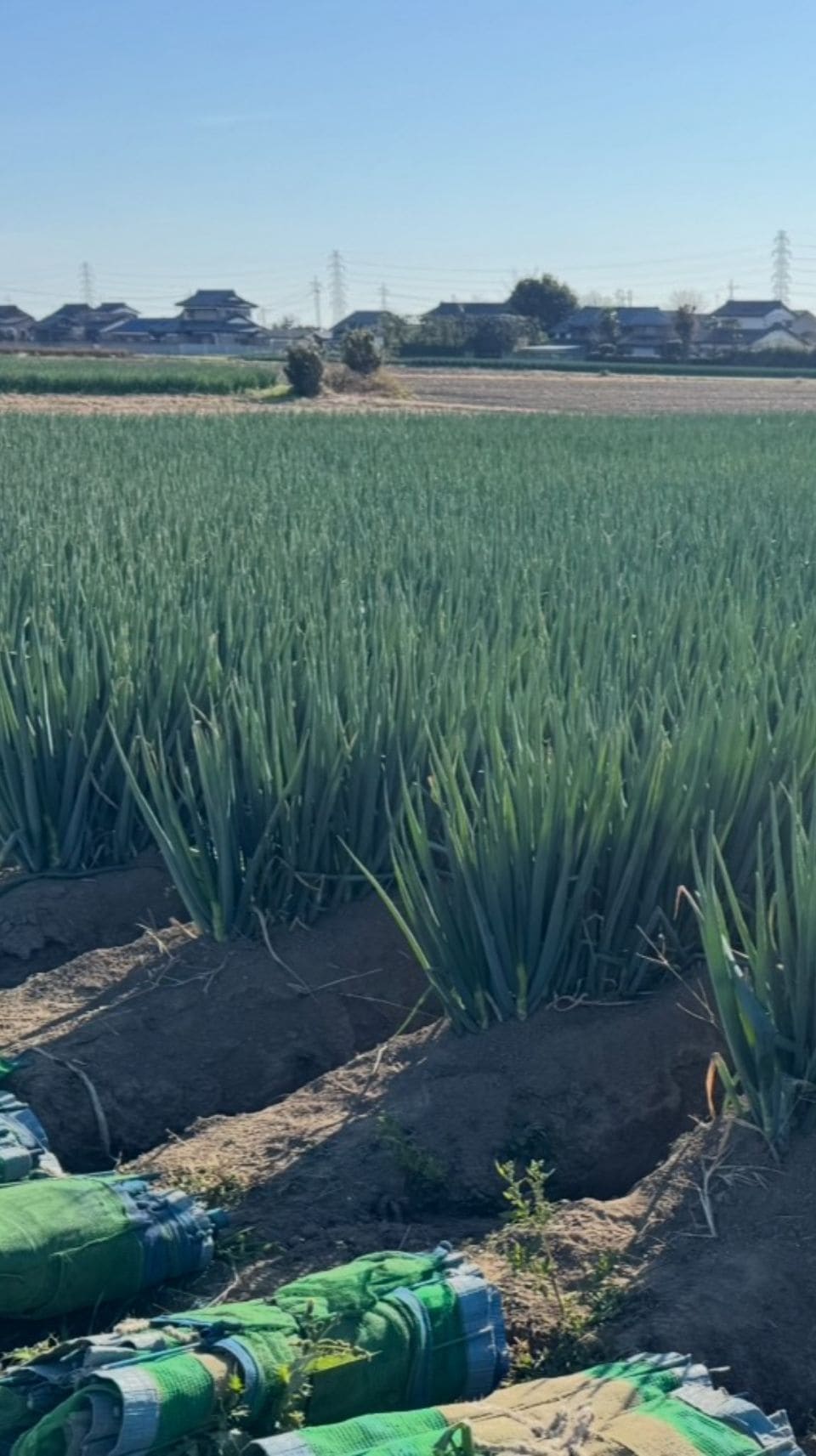 心を込めた『本気の野菜』三友ファーム